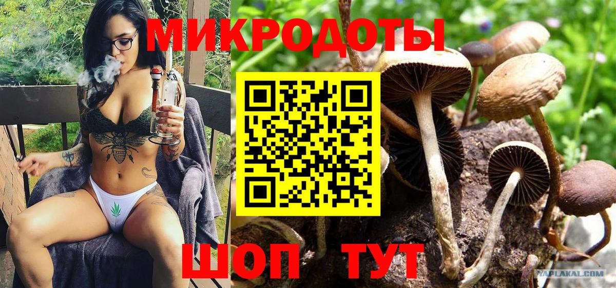 Галлюциногенные грибы Psilocybe Саранск
